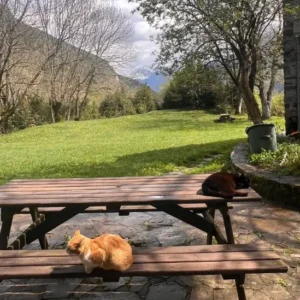 Viajar con mascotas al Valle de Ordesa